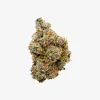 THC-A Flower / Grape Gremlin / 3.5g Jar / Haze Exotics Platinum Reserve