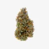 THC-A Flower / Skunk Master Funk / 3.5g Jar / Haze Exotics Platinum Reserve