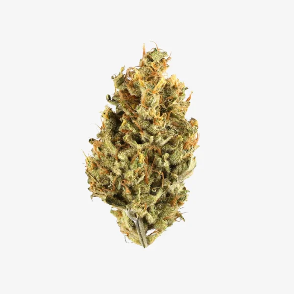 THC-A Flower / Black Runtz / 1g Preroll / Haze Exotics Platinum Reserve
