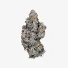 THC-A Flower / Astro Candy / 3.5g Jar / Haze Exotics