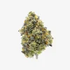 THC-A Flower / Pablos Revenge / 3.5g Jar / Haze Exotics