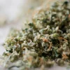 THC-A Ground Flower / Holy Grail / Haze Exotics